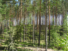 Лес до пожара
